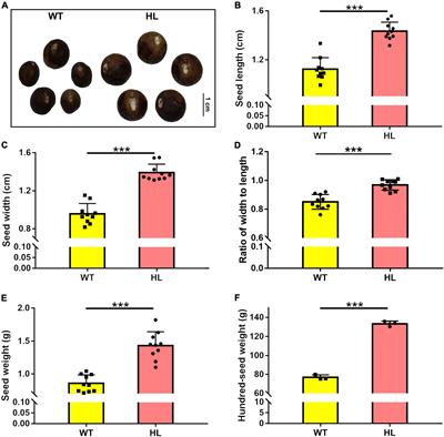 Euryale Small Auxin Up RNA62 promotes cell elongation and seed size by altering the distribution of indole-3-acetic acid under the light